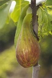 Figuier Longue d'août : figue fleur
